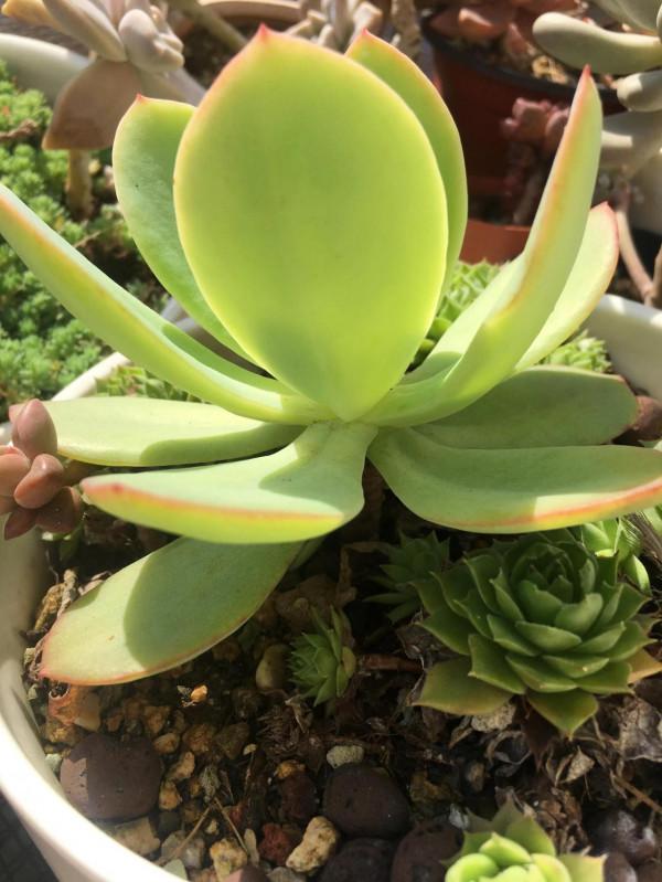 入多肉坑的那些日子