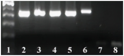 啥？寵物也可以做核酸了？