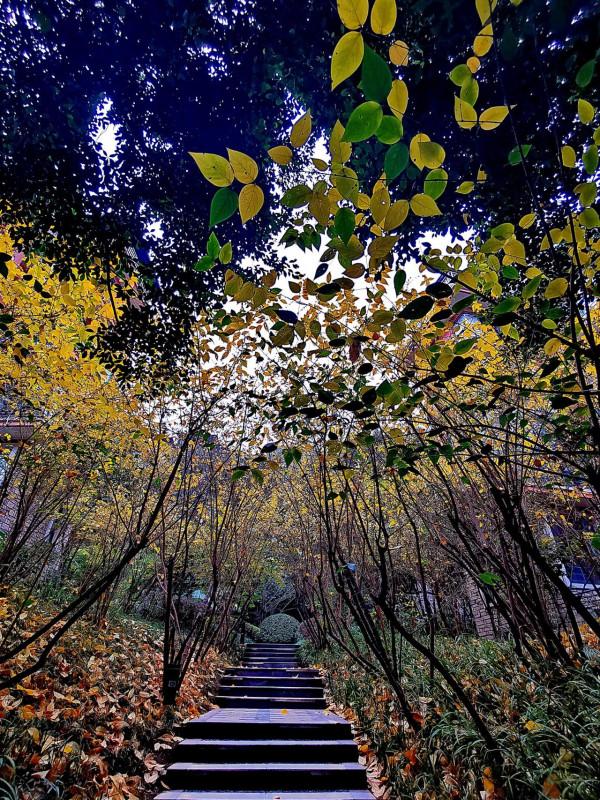 臘梅·白梅·紅梅：三梅齊放