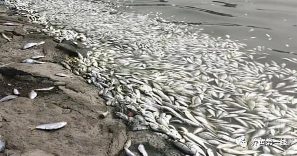 造成魚類缺氧翻塘的特定氣候及水文生態系統因素及其原因原理 造成魚類缺氧翻塘的特定氣候及水文生態系統因素及其原因原理
