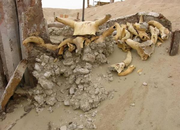 距今9000年!新疆塔里木盆地發現一具木乃伊,竟做過“開顱手術” 距今9000年!新疆塔里木盆地發現一具木乃伊,竟做過“開顱手術”