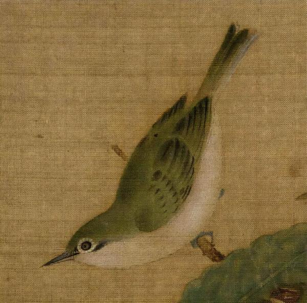 即將消失的中國養鳥文化:古代進貢皇家的繡眼鳥是暗綠還是紅肋? 即將消失的中國養鳥文化:古代進貢皇家的繡眼鳥是暗綠還是紅肋?