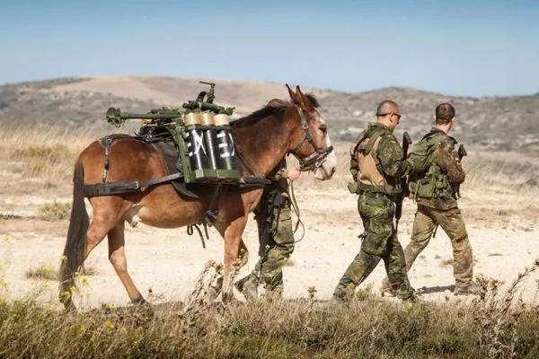 “悍馬”和騾馬並存，畜力不代表落後，軍隊運輸多樣化因地制宜