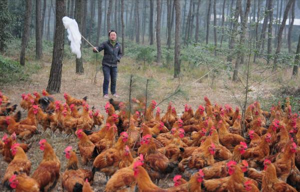 廣東大叔巧用椰子養雞,雞“瘦身苗條”面板白,年銷1000多萬元 廣東大叔巧用椰子養雞,雞“瘦身苗條”面板白,年銷1000多萬元