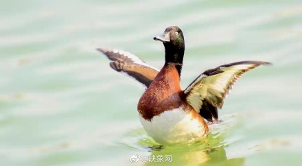 國家一級保護動物青頭潛鴨現身丹江溼地