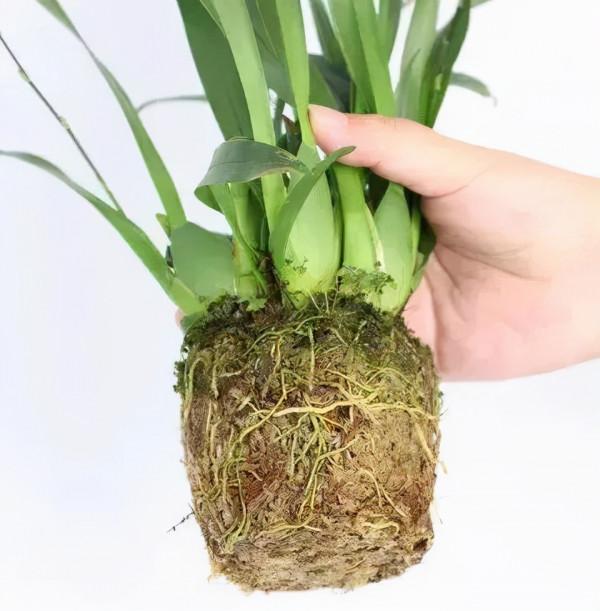 屋裡養盆“香水花”,活脫脫的“活香水”,滿屋香味還特別耐寒 屋裡養盆“香水花”,活脫脫的“活香水”,滿屋香味還特別耐寒