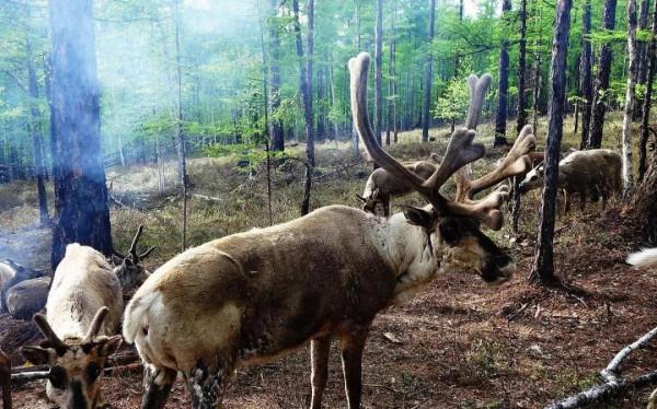 大美內蒙古，靚麗正北方