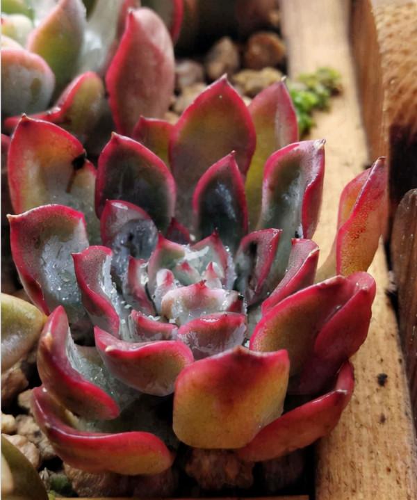 10種多肉，正適合封閉小陽臺，養起來爆盆特別快