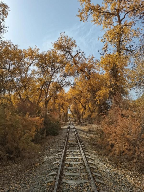 沙漠生命之魂 ～ 胡楊林