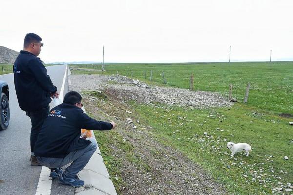 標緻4008環青海長測Day9：鳥島叫“蚊子島”，沿青海沿線達剛察！