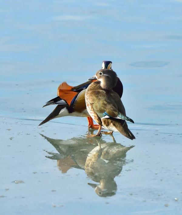 鴛鴦鳥精美圖片