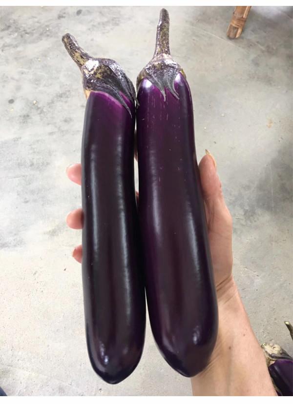 可做“燒烤茄”的早熟茄子好品種！肉質細嫩又高產