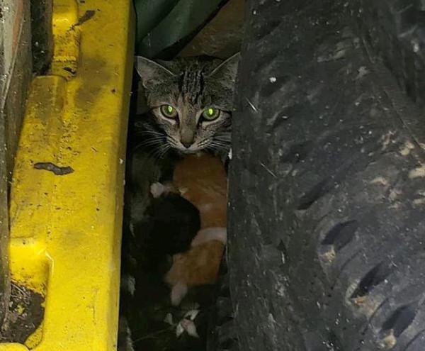 流浪狸花貓3次主動上門求收養，還帶著一肚子小貓，女孩卻不收留