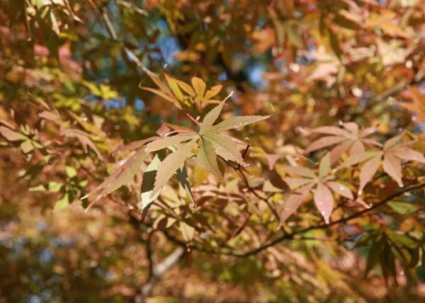 酒莊紅、萱草黃&hellip;&hellip;原來今年的秋冬流行色都在寶山這些公園裡&srarr;