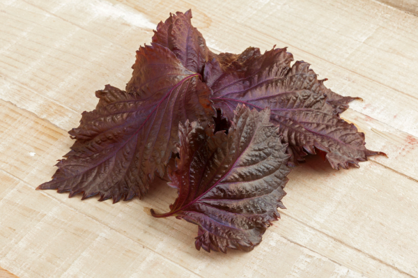 生活道冬季養生話紫蘇 生活道冬季養生話紫蘇