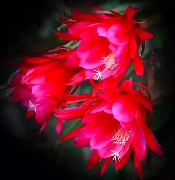 分享：曇花一現，精彩絕倫，讓人驚歎