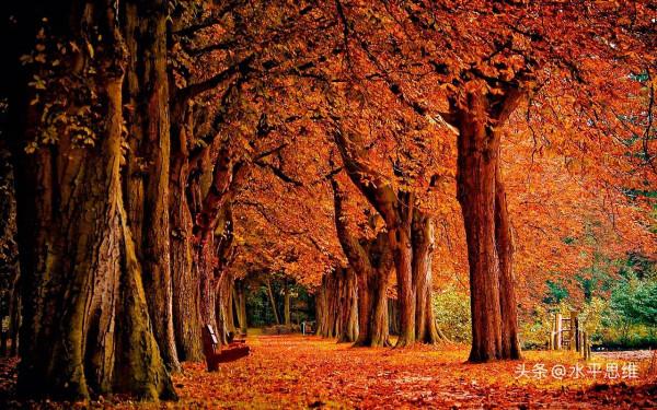 思維的決斷性特色！毛主席領導力思維藝術研究