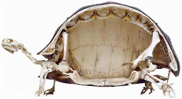 烏龜是科學家們的“噩夢”?堪稱進化論的終極BUG 烏龜是科學家們的“噩夢”?堪稱進化論的終極BUG