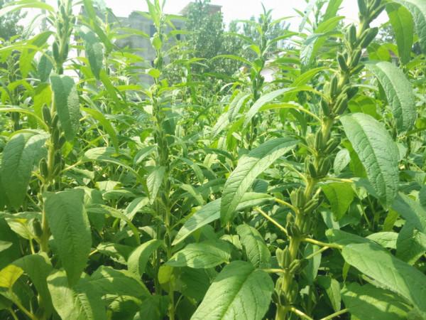 南方吃種子,北方卻把葉子當成極品野菜,煮麵條更是一絕 南方吃種子,北方卻把葉子當成極品野菜,煮麵條更是一絕