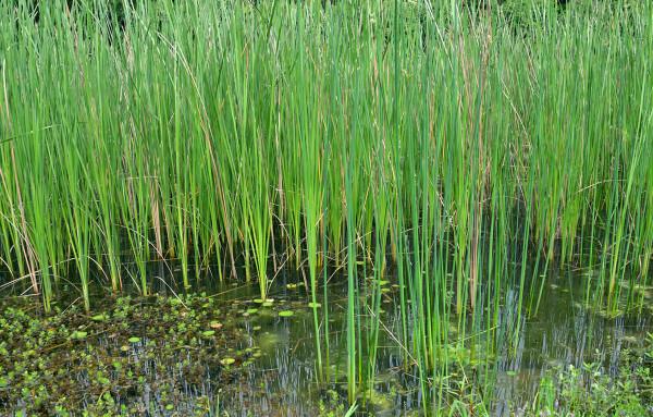 《紅樓夢》：“暖香塢雅制春燈謎”眾人所制的燈謎詳解