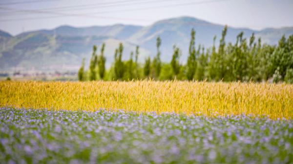 組圖 | 六盤山下好風光——夏日田園美景如畫 組圖 | 六盤山下好風光——夏日田園美景如畫