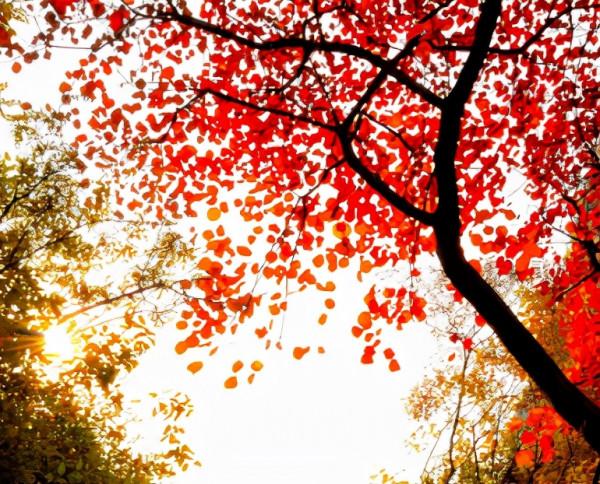 原創詩詞-李樹林 | 秋色繽紛敢勝春，老夫聊發少年狂（詠秋十題）