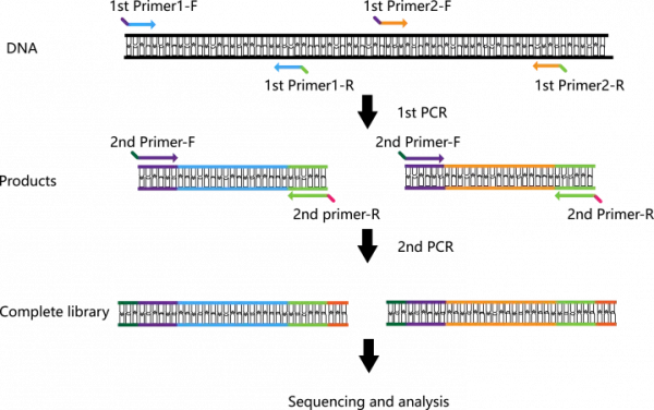 靶向測序的應用場景與擴增子建庫技術路線