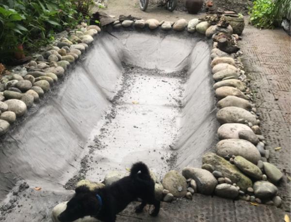植物搬出門,痛快淋場雨,植物越來越旺 植物搬出門,痛快淋場雨,植物越來越旺