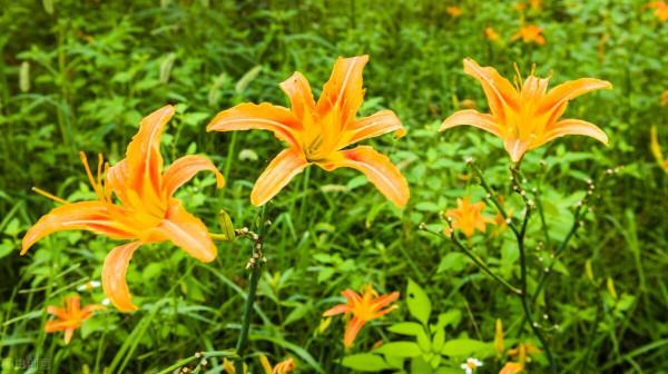 農村五種不生蟲“懶人蔬菜”，簡單易種，種一茬連續吃幾年多好