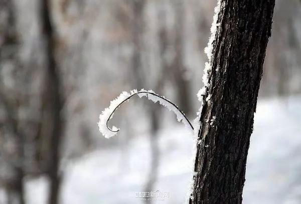霧裡看凇｜冰城今日限定美景