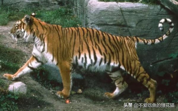 1916年，當最後一隻新疆虎被打死之後