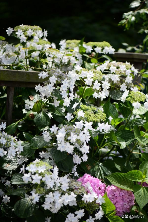 冬日裡依舊盛開的大花繡球，白色天使 | 園丁
