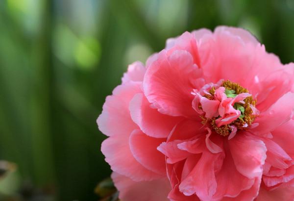 一個人最大的本領，是駕馭自己的心情