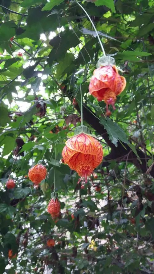 實用分享丨30款年宵花鑑賞，觀花的、賞果的都有…你最喜歡哪個？