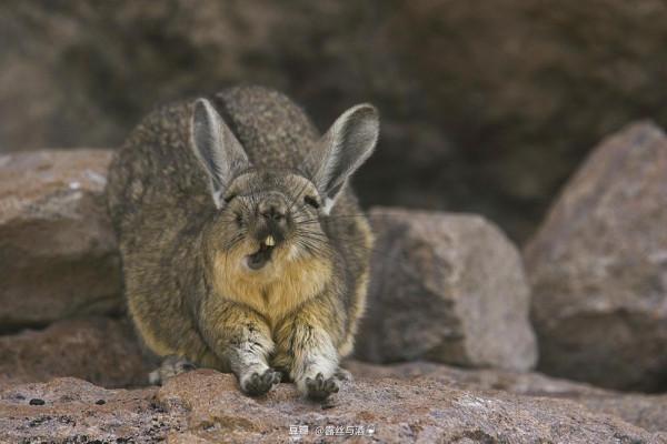 南美山絨鼠:當慈眉善目愛睡覺的老太太當上領導 南美山絨鼠:當慈眉善目愛睡覺的老太太當上領導