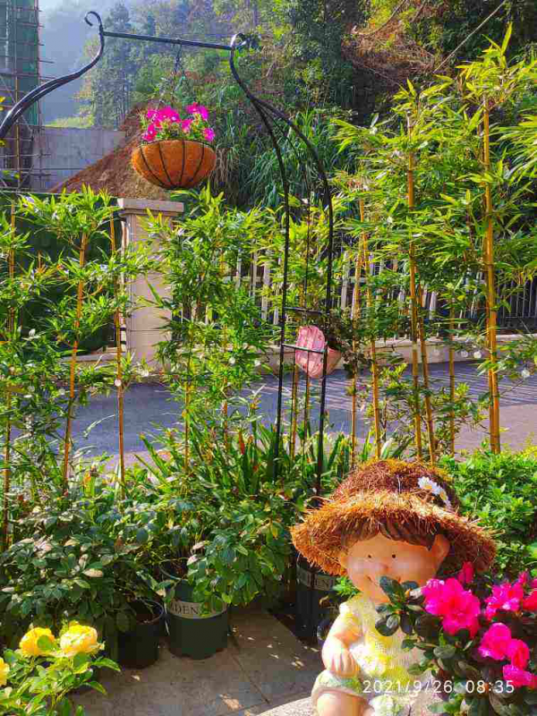 老話說“房前不栽樹,屋後不種花”,究竟是科學,還是迷信? 老話說“房前不栽樹,屋後不種花”,究竟是科學,還是迷信?