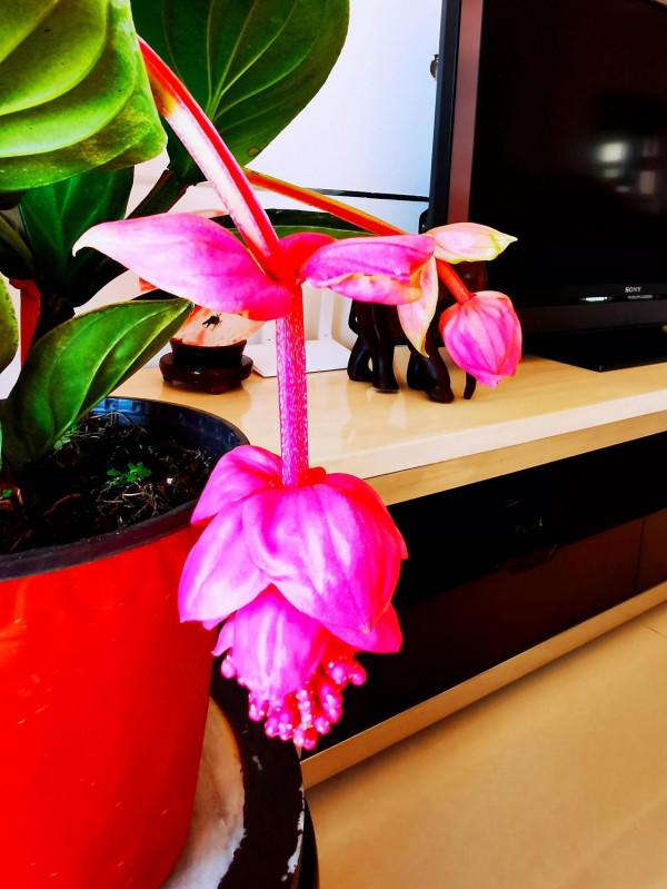 一盆蘭花，一個世界