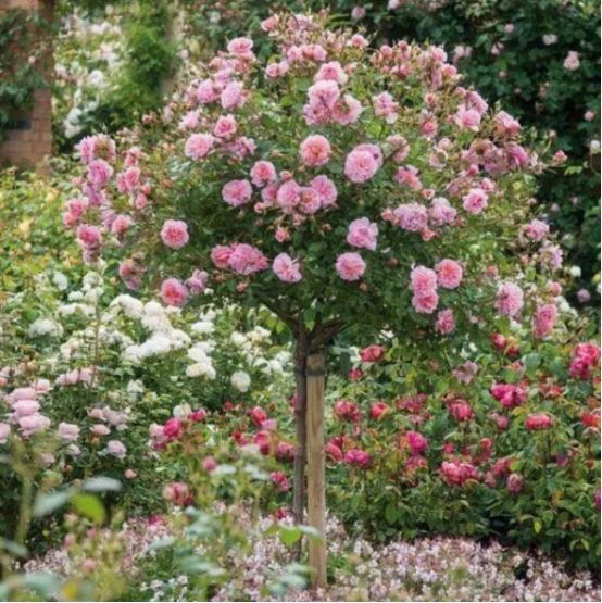 花農青麥澤翁：既有氣質有典雅大方的什麼花呢