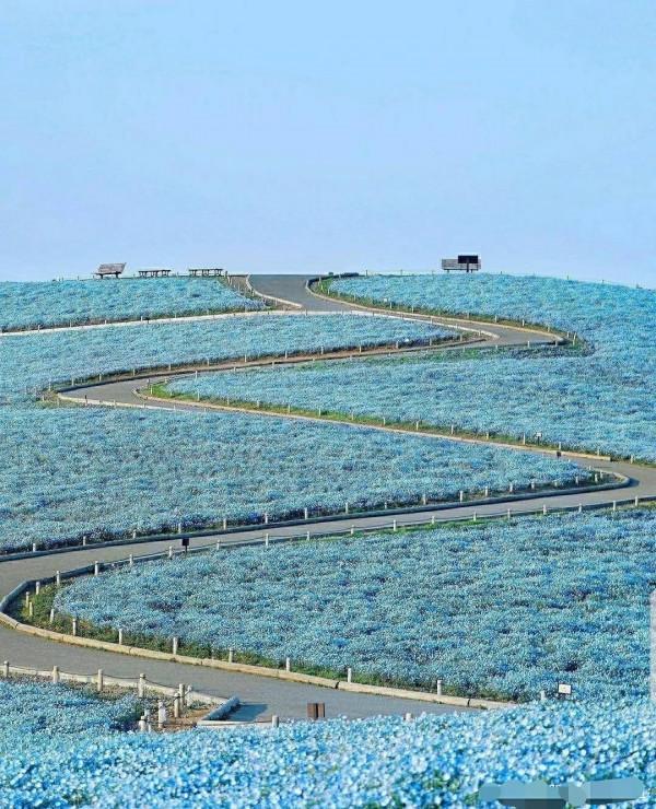 走進藍色海洋,你就是女王!嬰兒的蘭眼睛—喜林草。挺住,別迷路 走進藍色海洋,你就是女王!嬰兒的蘭眼睛—喜林草。挺住,別迷路