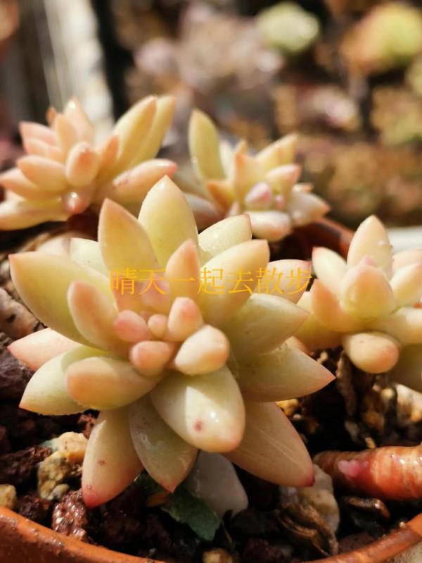 我言秋日勝春朝