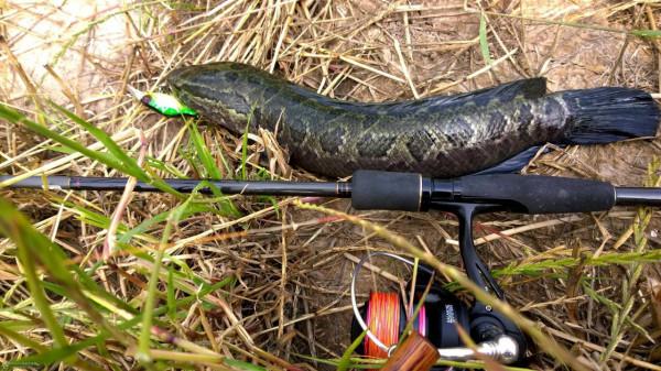 誰說路亞不能釣鯉魚，試試這種假餌，中鉤率不比手竿差