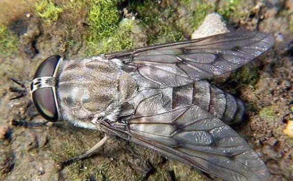 中國常見動植物(動物篇五)
