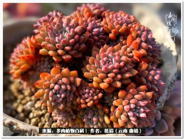 溫暖的多肉微語，陪你度過寒冷的聖誕平安夜！（2021）