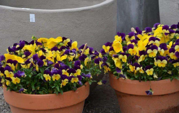 學會三色堇的種植方法，養出一院子的“彩虹花”，指日可待