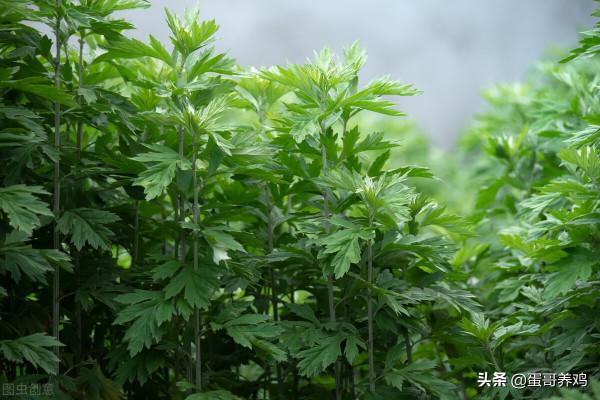 老獸醫：五個家禽感冒中藥草，農村養雞人收藏一下吧