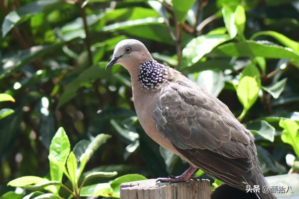 鳥兒們過冬必備 - 紅透整個冬日的迷你山楂果 |園丁