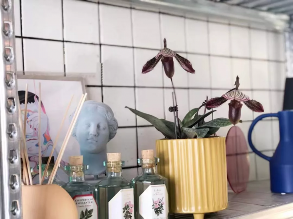 今年，養一棵兜蘭呀