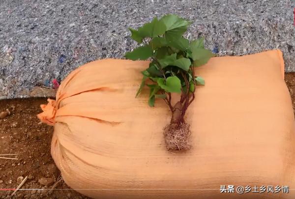蛇皮袋種紅薯，方法簡單省事又省地方，幾個月後就能收穫一大袋