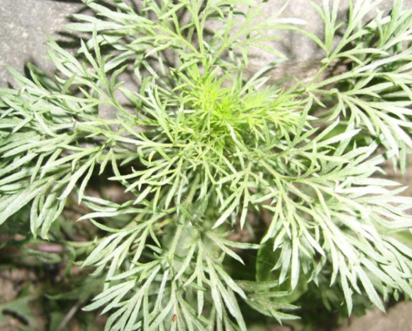 這種野草雖然常見，但沾到面板易起“大水泡”，戶外出遊可得當心