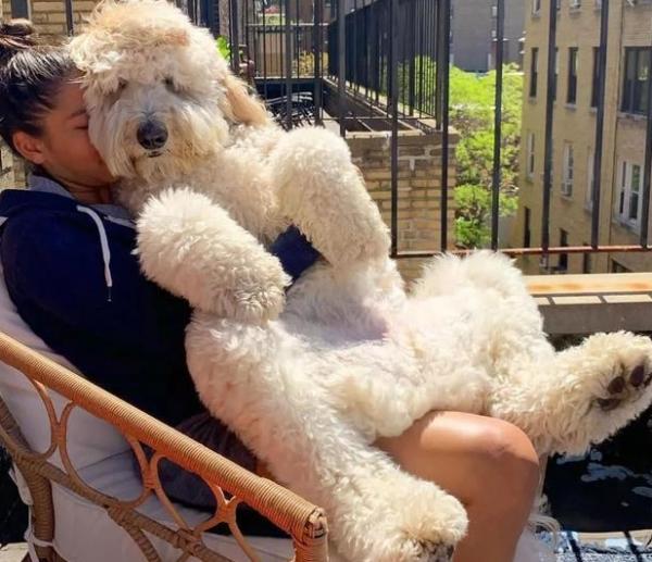 巨型貴賓犬的毛髮護理小技巧,保持柔順不是夢 巨型貴賓犬的毛髮護理小技巧,保持柔順不是夢